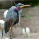 IN_AL_Keoladeo Nat. Park-vogel2